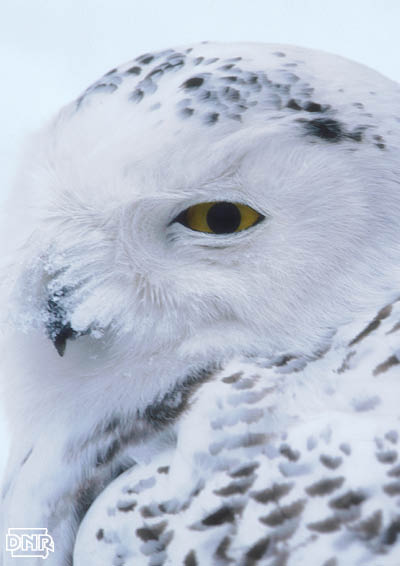 How to identify a snowy owl and other Iowa owls | Iowa DNR